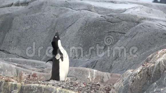 阿德利企鹅在岩石上视频的预览图