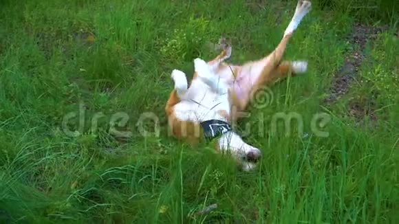 橙色的白狗躺在草地上到处乱跑拽着爪子视频的预览图
