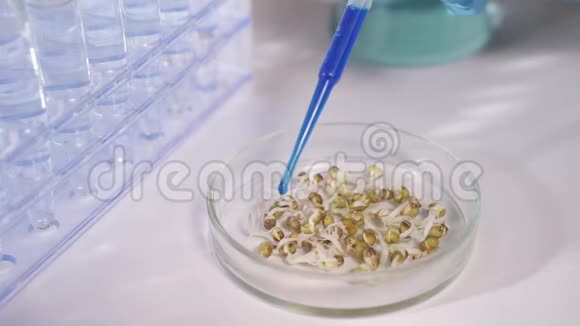 一位现代生物技术实验室的科学家进行了一项植物实验将蓝色液体或试剂倒入视频的预览图