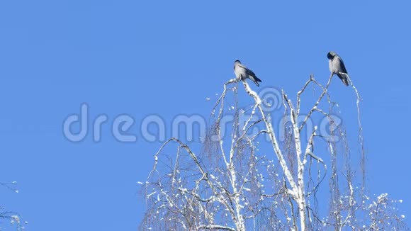 两只乌鸦坐在桦树上视频的预览图