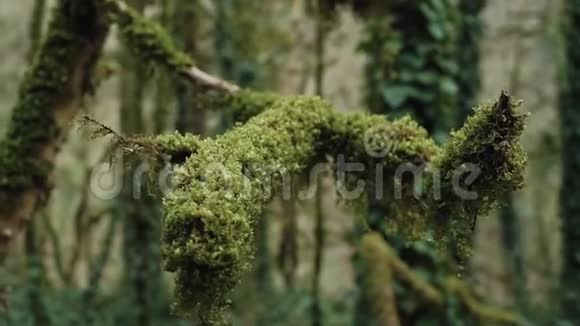在神秘的雾蒙蒙的森林中飞行经过蜿蜒的毛茸茸的树枝视频的预览图
