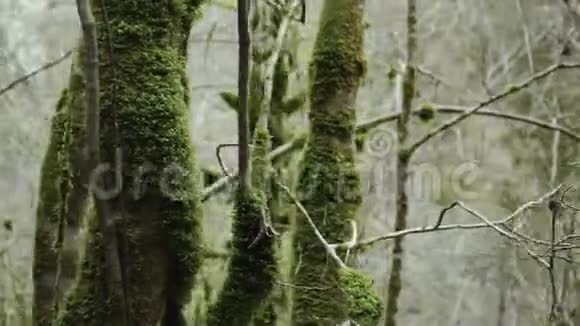 在神秘的雾蒙蒙的森林中飞行经过蜿蜒的毛茸茸的树枝视频的预览图