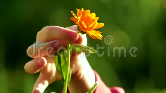 日落时抱着一朵花的女孩视频的预览图