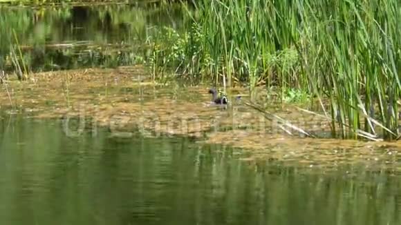灰鸭在河里的水厂里游泳夏日阳光明媚视频的预览图