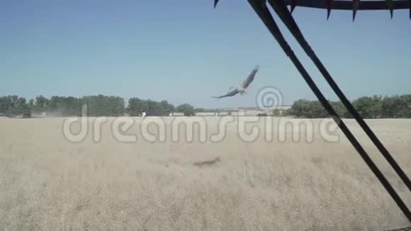 联合收割机前一只大鹳飞行的慢镜头视频的预览图