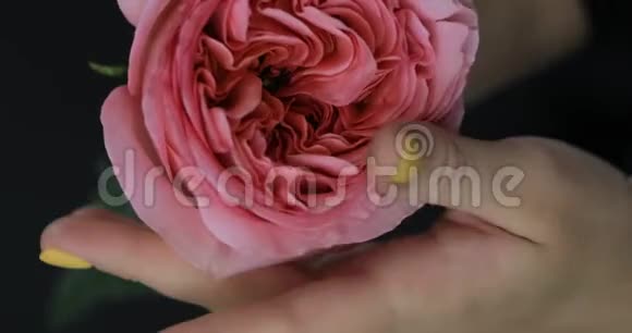 女性手触摸玫瑰花瓣视频的预览图