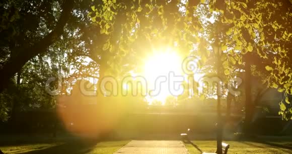 拉脱维亚里加阳光与自然阳光和阳光穿过森林树木在广场附近的万苏斜拉视频的预览图