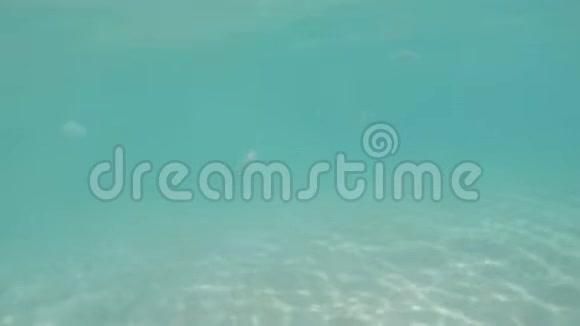 安塞乔吉特海滩鱼视频的预览图