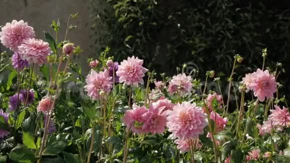 在炎热的夏日喷水在后花园的花朵上视频的预览图