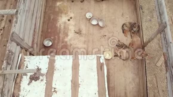 无家可归的流浪狗收容所空中观景视频的预览图