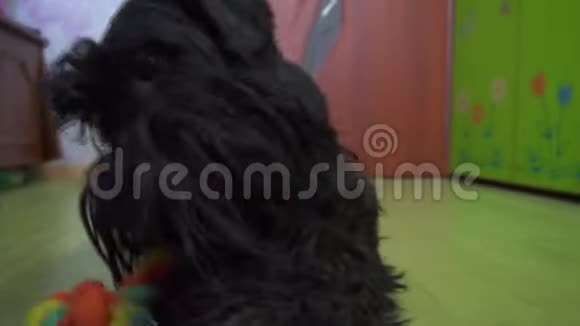 黑狗在家玩玩具视频的预览图