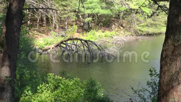 乔治娅堡山一棵死树斜倚在堡山湖上视频的预览图