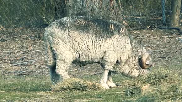 澳大利亚公羊在农场放牧视频的预览图