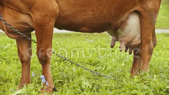 一头家养的奶牛在村庄的田野上放牧乌德苏兹达尔俄罗斯视频的预览图
