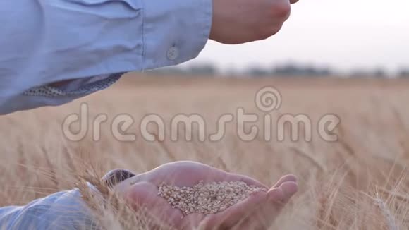 面包农业企业人们用手慢慢地把黄色的干麦粒倒在收割的大麦上视频的预览图