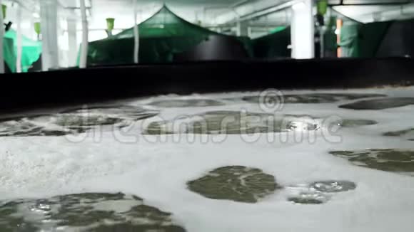 有水的容器放在里面的虾场里水池里的水视频的预览图