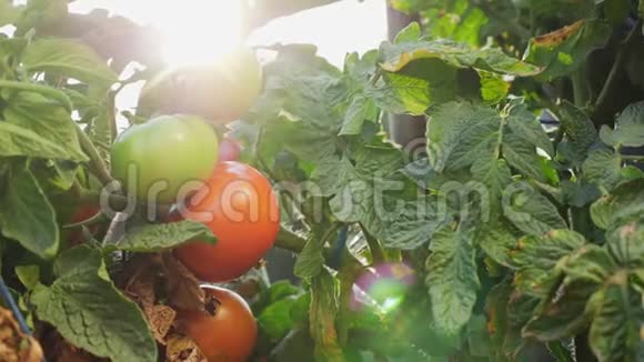 女人从灌木丛中撕下成熟的红西红柿视频的预览图