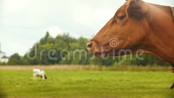 俄罗斯苏兹达尔一头有角的家养奶牛在村庄的田野上吃草视频的预览图