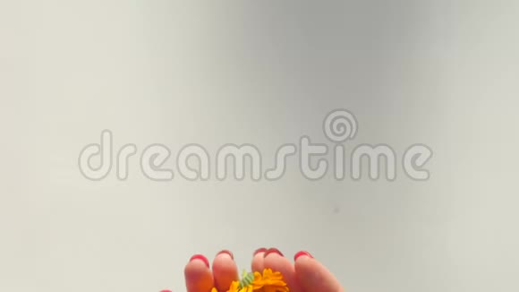 女人手握金盏菊视频的预览图