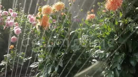 在炎热的夏日在正式的花园花朵上喷洒水视频的预览图
