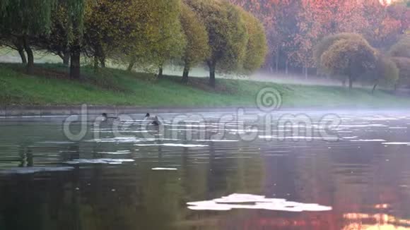 秋天的河流在水的上空有雾视频的预览图