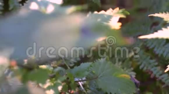 绿刺荨麻植物接近浅田深英国视频的预览图