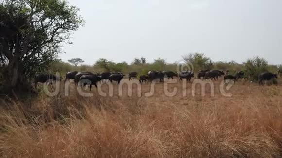 大片野牛在干旱季节到池塘的炎热草原上行走视频的预览图