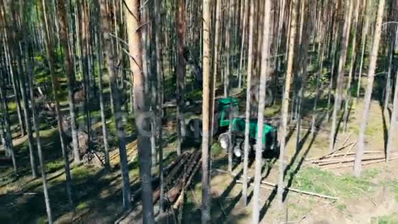 收割机持有的松树树干的加工视频的预览图