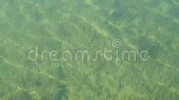 透明的底部有许多绿藻在特格恩湖巴伐利亚有清澈海水的山湖视频的预览图