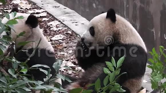 大熊猫熊视频的预览图