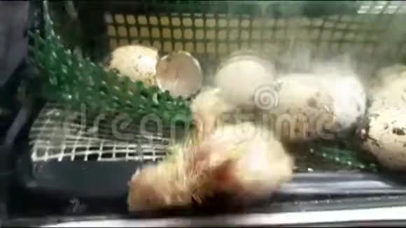 出生芯片宠物自然动物生命视频的预览图