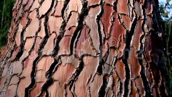 松树树皮的红色纹理视频的预览图