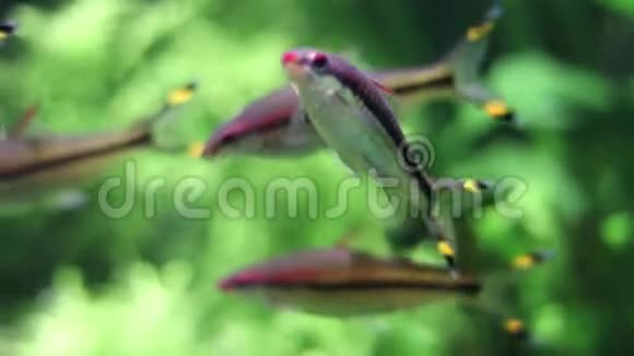 博克的肖像画是一条多种颜色的小鱼在植物群的背景上有模糊的亮绿色背景视频的预览图