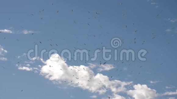 天空中的海鸥视频的预览图