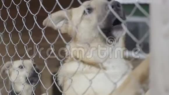 无家可归的狗在狗窝里慢动作视频的预览图