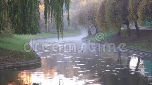 秋天的河流在水的上空有雾视频的预览图