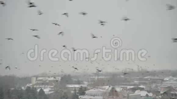 在阴天一群鸟在一个小镇的的私营部门飞来飞去视频的预览图
