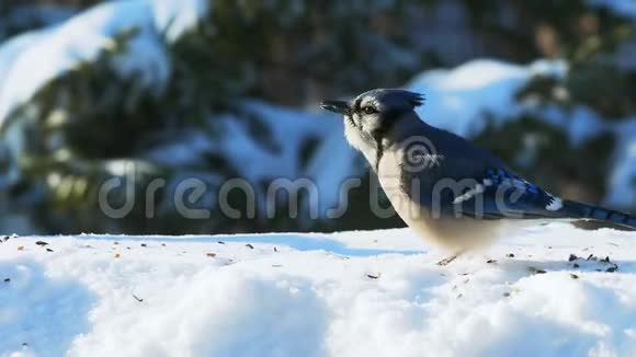 阳光明媚的一天美丽的蓝鸟在雪地上吃种子科视频的预览图