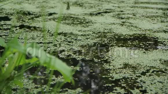 一个生长过度的湖面上绿色的浮萍缓慢地靠近视频的预览图