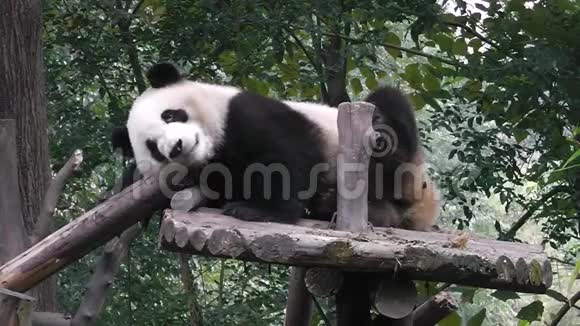 大熊猫熊视频的预览图