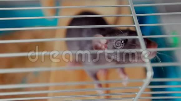 笼子里的宠物老鼠视频的预览图