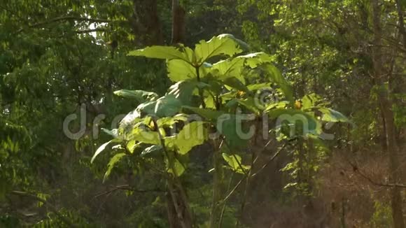 缅甸Taungoo森林中的矮柚木植物视频的预览图