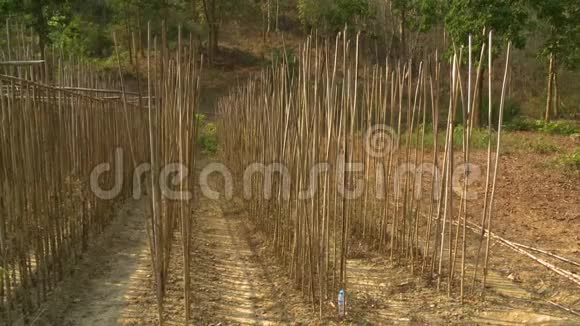 缅甸当地柚木苗圃森林景观视频的预览图