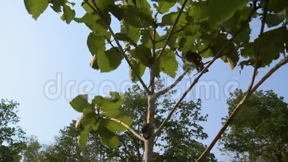 缅甸森林柚木树在风中飘扬视频的预览图