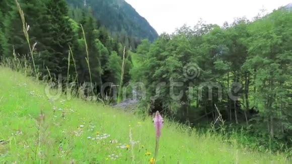 在奥地利阿尔卑斯山的一条山溪上花在草地上开花希勒塔尔河谷视频的预览图