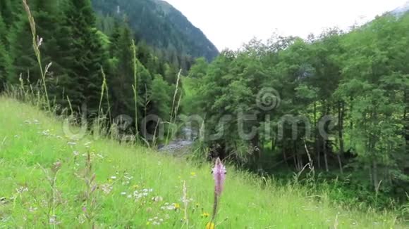 在奥地利阿尔卑斯山的一条山溪上花在草地上开花希勒塔尔河谷视频的预览图