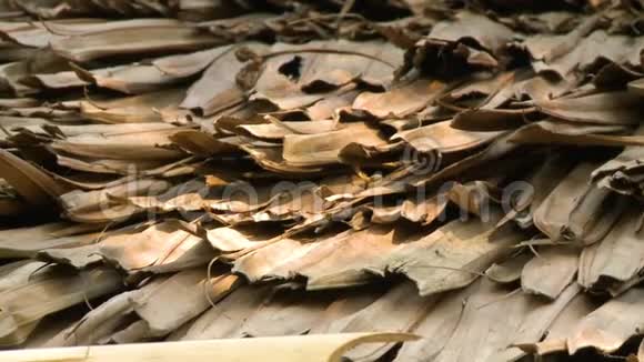 缅甸巴根棕榈树叶片干燥视频的预览图