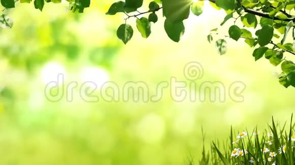 阳光背景自然枝条绿叶在冰盖上与洋甘菊视频的预览图