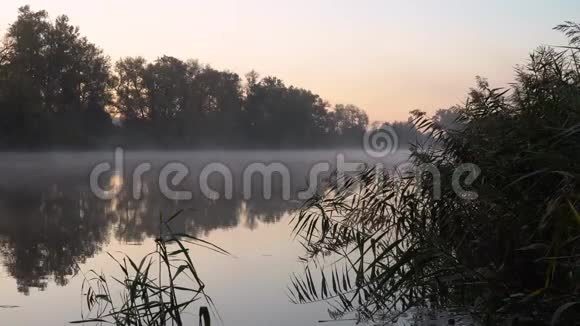 河岸上的日出景观与芦苇在右侧的第一个计划和森林和水上烟雾视频的预览图