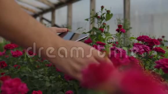 特写双手园丁花店现代的玫瑰农人带着鲜花穿过温室触摸着视频的预览图